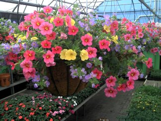 Gregor Farm & Greenhouse, Inc. photo 4