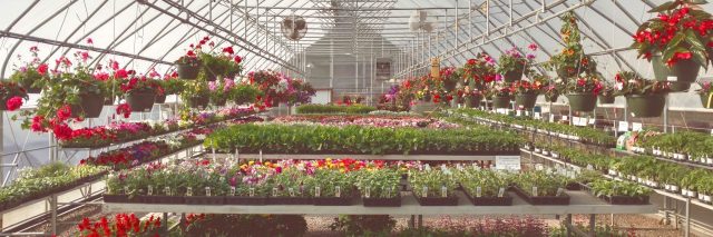 Gregor Farm & Greenhouse, Inc. photo 9