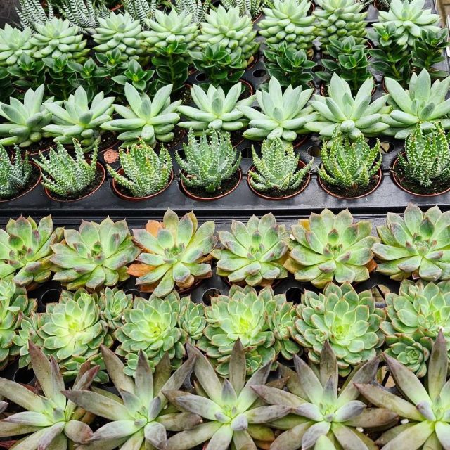 Gregor Farm & Greenhouse, Inc. photo 2